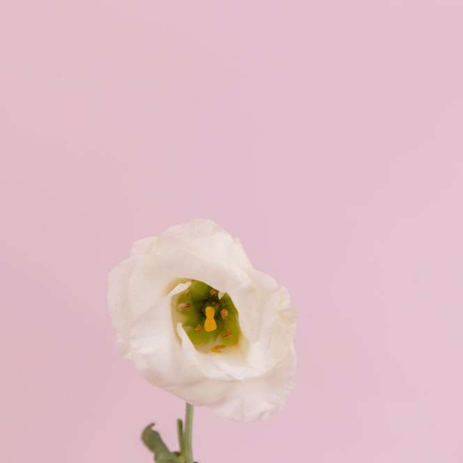 vit ros i närbild fotografering glidande pussel online