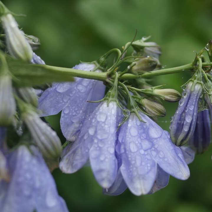 fialový květ s kapičkami vody posuvné puzzle online