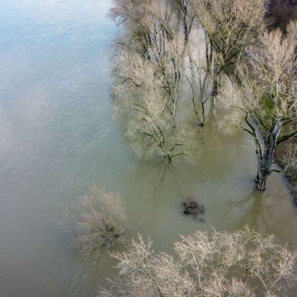 copac gri fără frunze pe corpul de apă alunecare puzzle online