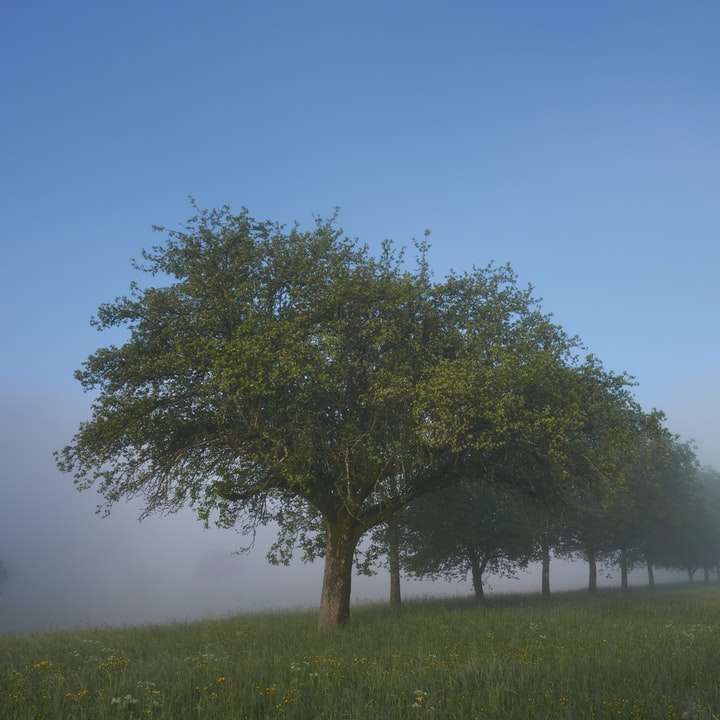 grönt träd på fältet för grönt gräs under blå himmel glidande pussel online
