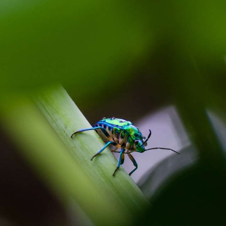 bug verde și albastru pe frunza verde alunecare puzzle online