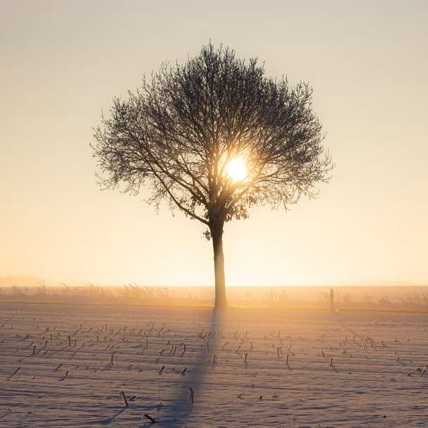 bladlöst träd på grå sand under solnedgången glidande pussel online