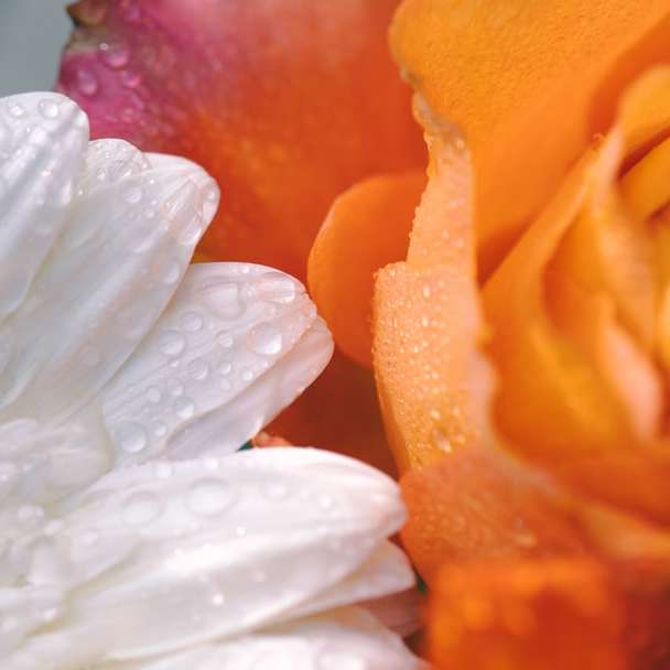 white and orange flower with water droplets sliding puzzle online