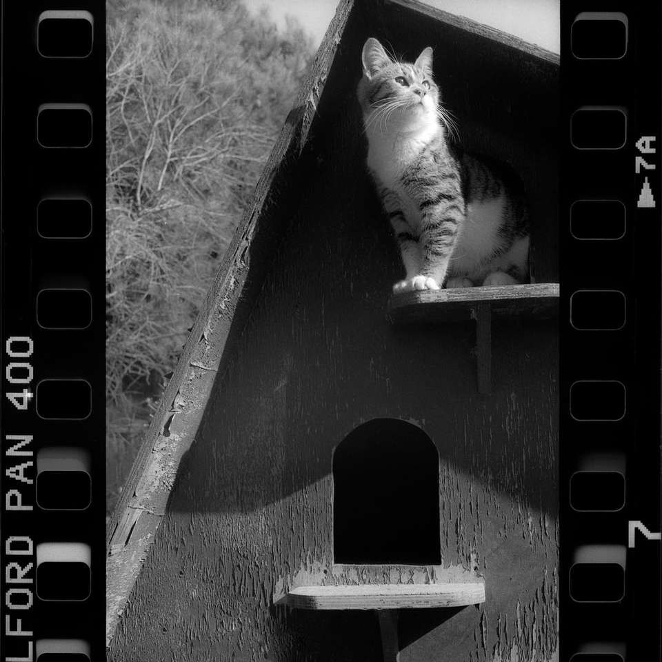 кіт на дерев'яних сходах у відтінках сірого фото онлайн пазл
