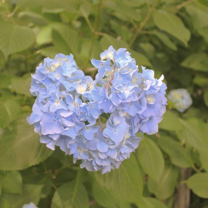 kék és fehér virág közelről fotózás online puzzle