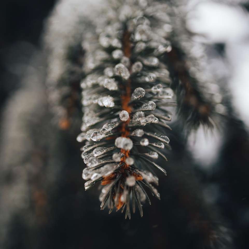 nieve blanca en la rama de un árbol marrón rompecabezas en línea