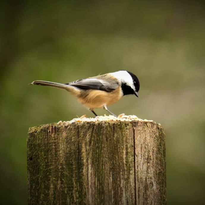 Pájaro blanco negro y marrón en un poste de madera marrón rompecabezas en línea