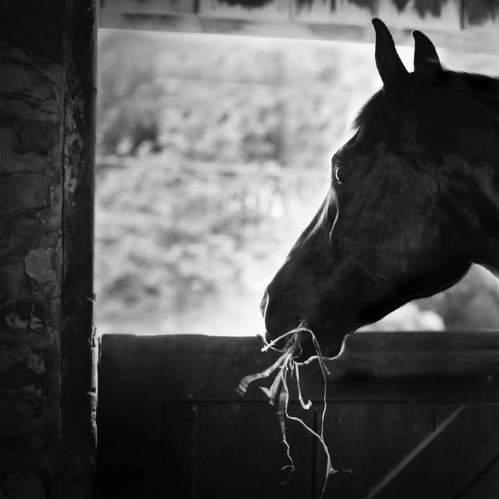 gråskalefoto av häst i bur glidande pussel online