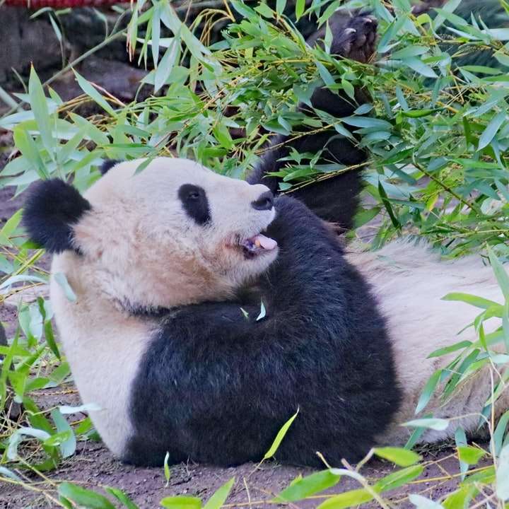 Oso panda sobre la hierba verde durante el día rompecabezas en línea