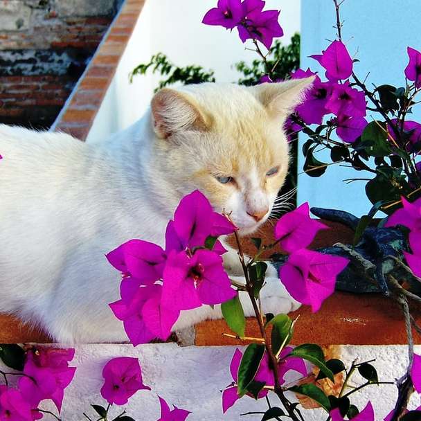 bílá kočka na hnědý dřevěný stůl online puzzle