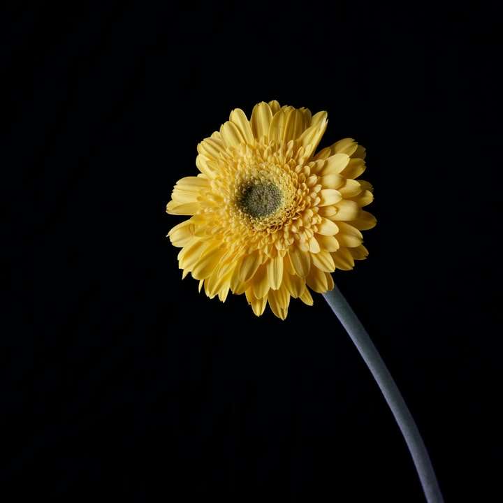żółty kwiat z czarnym tłem puzzle przesuwne online
