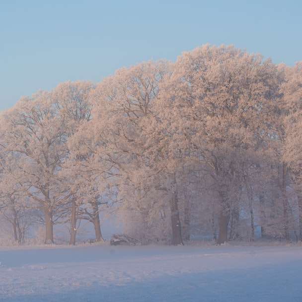 бели дървета на покрита със сняг земя през деня плъзгащ се пъзел онлайн