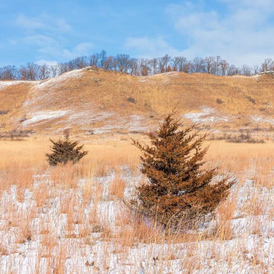 barna fű mező kék ég alatt nappali csúszó puzzle online