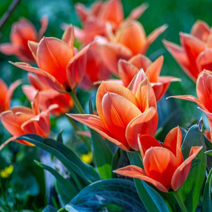 Tulipanes naranjas en fotografía de cerca rompecabezas en línea