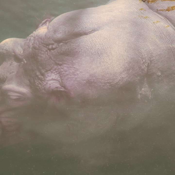 кафяво животно върху водното тяло през деня плъзгащ се пъзел онлайн