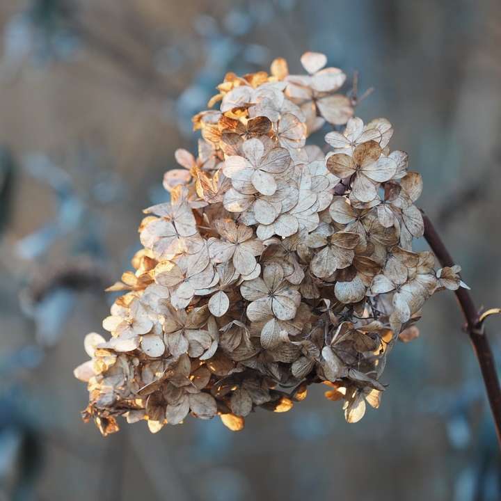 floare albă în lentilă de înclinare puzzle online