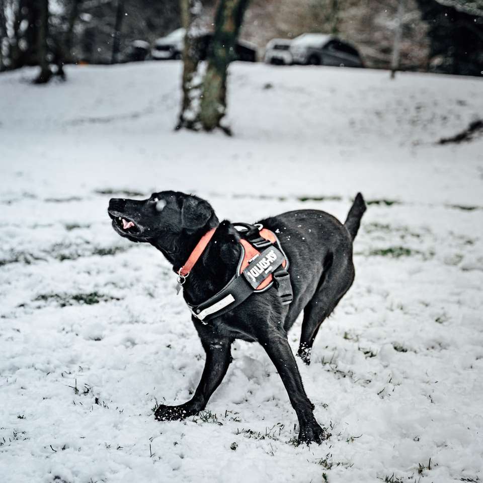 Labrador retriever negro corriendo sobre suelo cubierto de nieve rompecabezas en línea