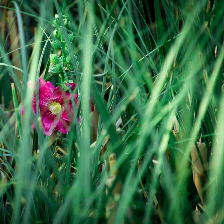 rosa blomma i tilt shift-lins glidande pussel online