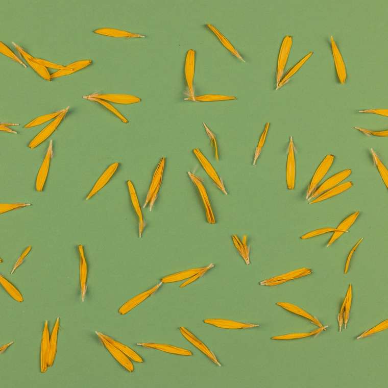 pájaros amarillos y azules volando puzzle deslizante online