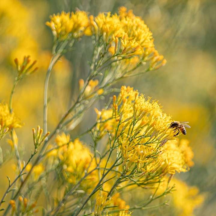 μαύρο και κίτρινο μέλισσα σε κίτρινο λουλούδι συρόμενο παζλ online