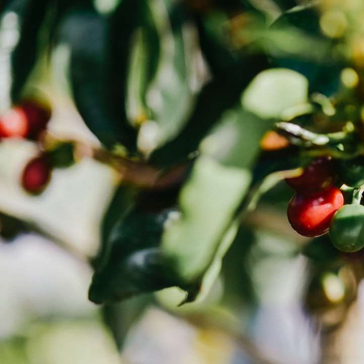 червени кръгли плодове в наклонена леща онлайн пъзел