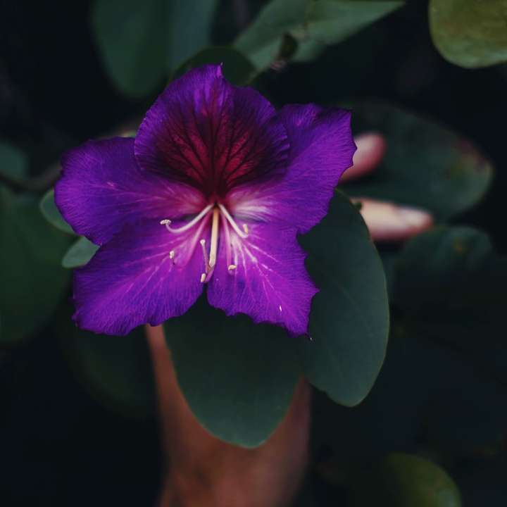 μωβ λουλούδι σε μακρο πυροβολισμό online παζλ