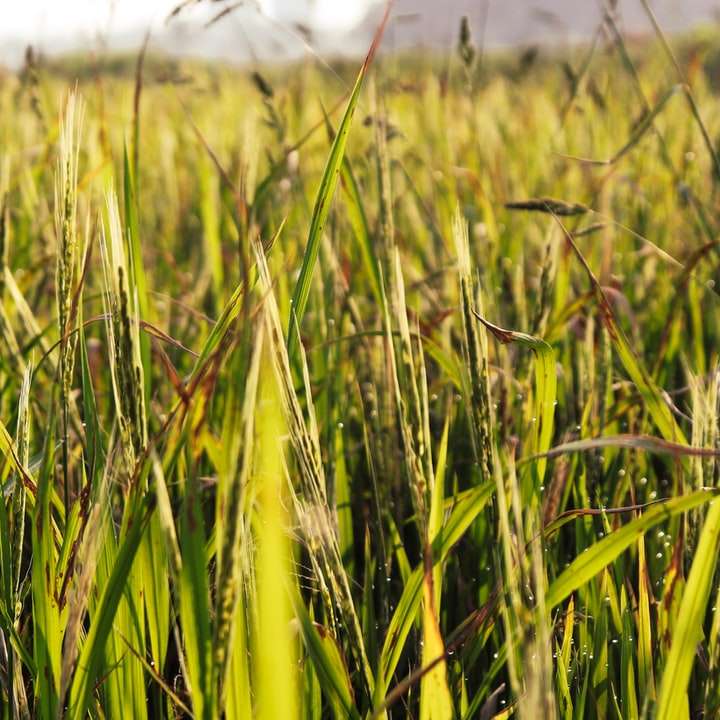 zielone pole trawy w ciągu dnia puzzle przesuwne online