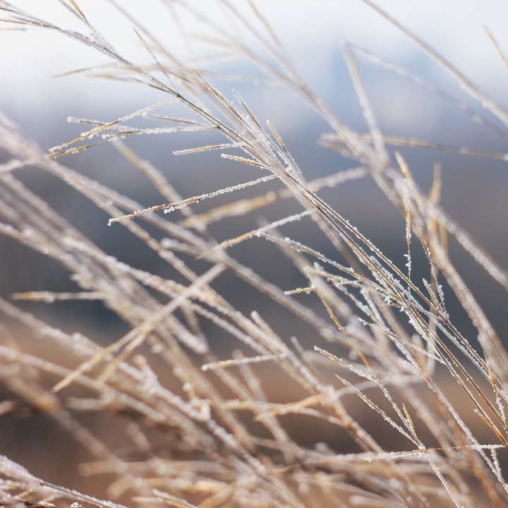 коричневе пшеничне поле вдень розсувний пазл онлайн