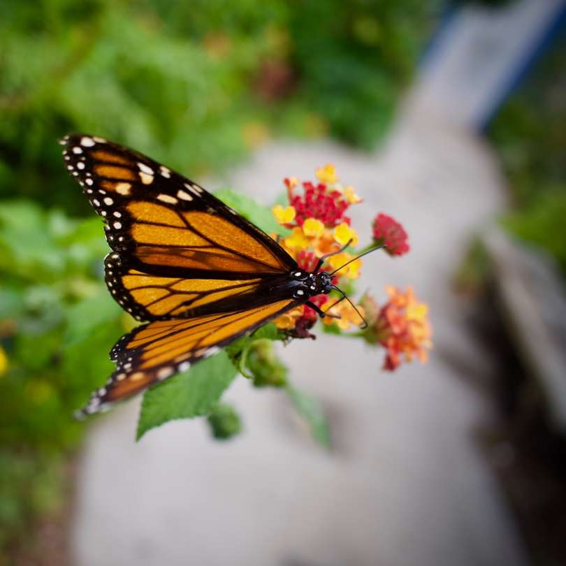 пеперуда монарх, кацнала на розово цвете онлайн пъзел