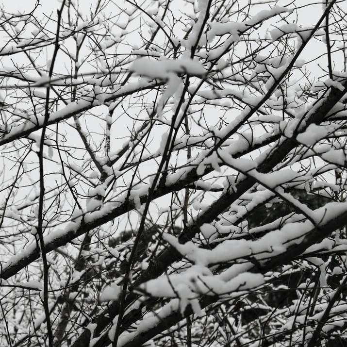 arbre sans feuilles avec de la neige sur le dessus puzzle coulissant en ligne