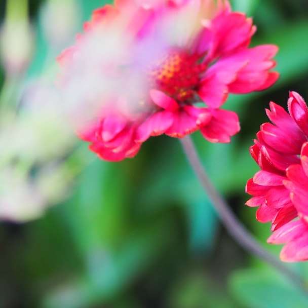 roze bloem in tilt-shift lens schuifpuzzel online