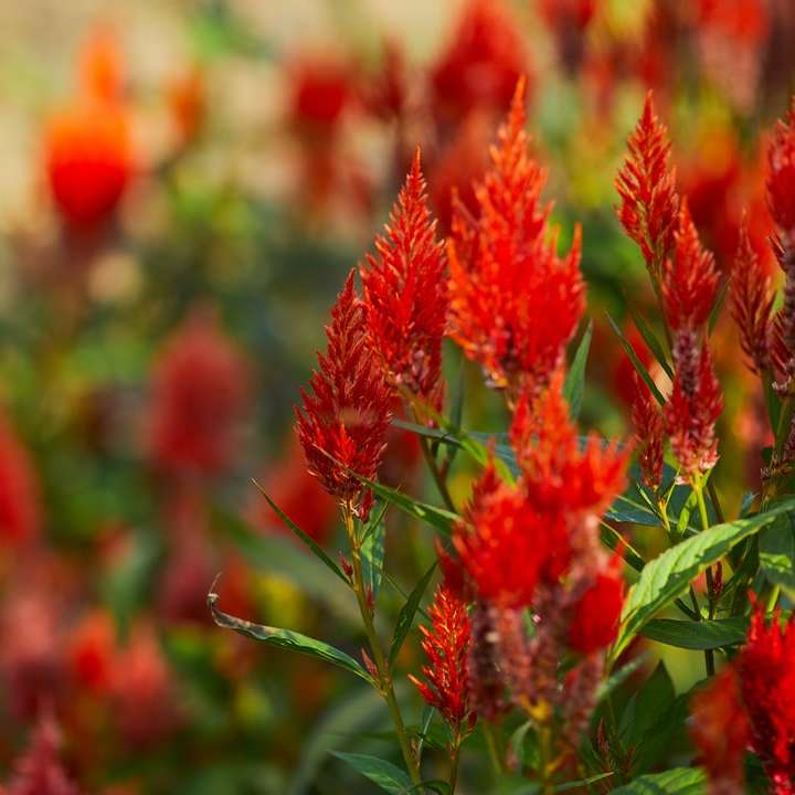 червени цветя в наклонена леща плъзгащ се пъзел онлайн