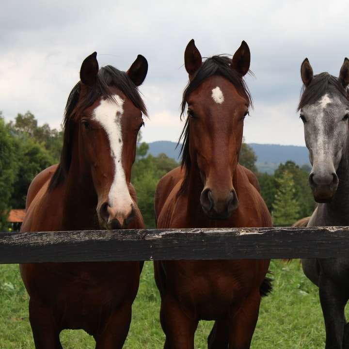 коричневые и белые лошади на поле зеленой травы в дневное время онлайн-пазл