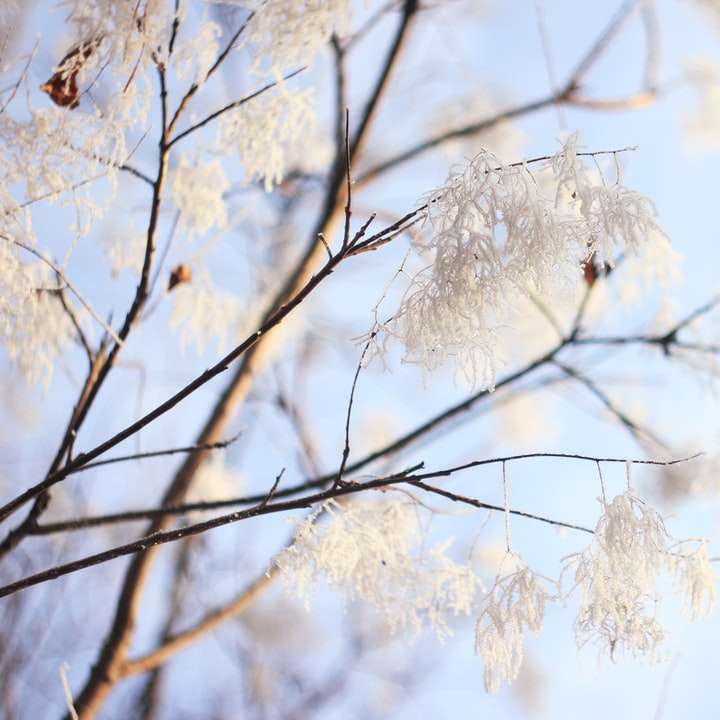vit körsbärsblomsträd under dagtid glidande pussel online