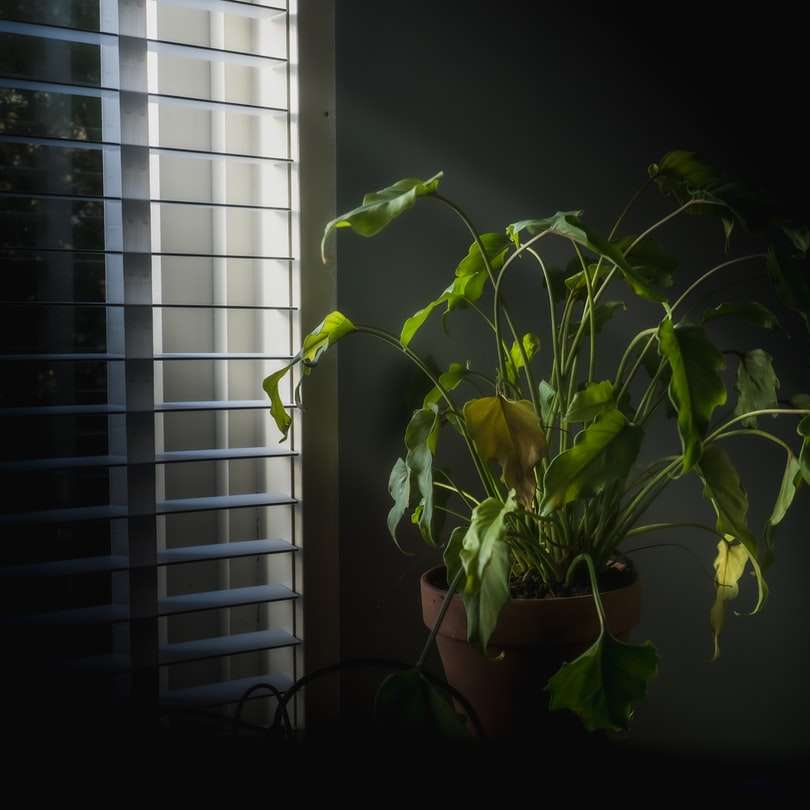 зелено растение върху кафява саксия онлайн пъзел