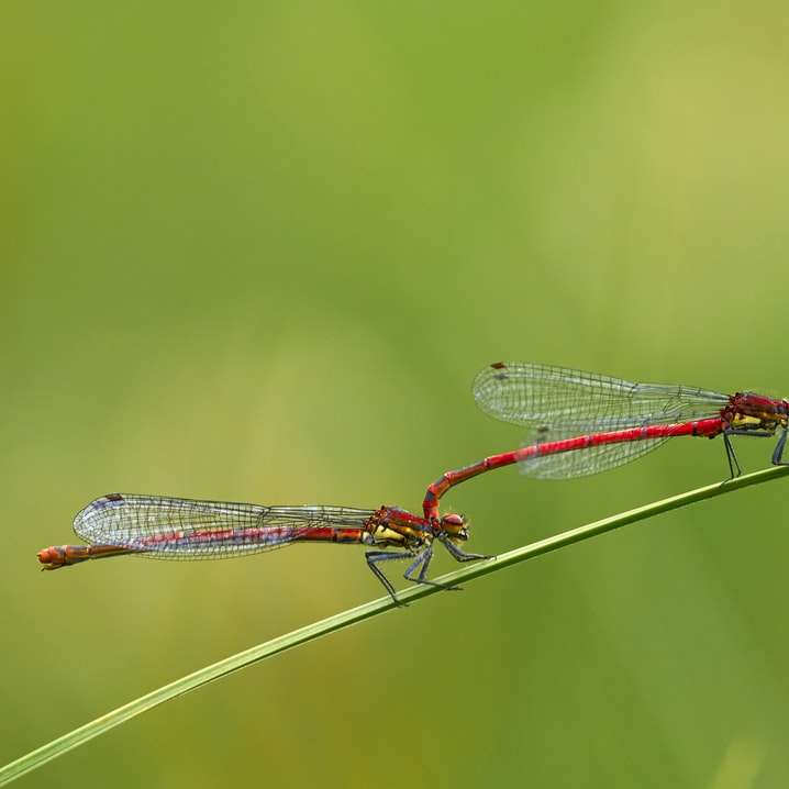 red and black damselfly perched on green leaf sliding puzzle online