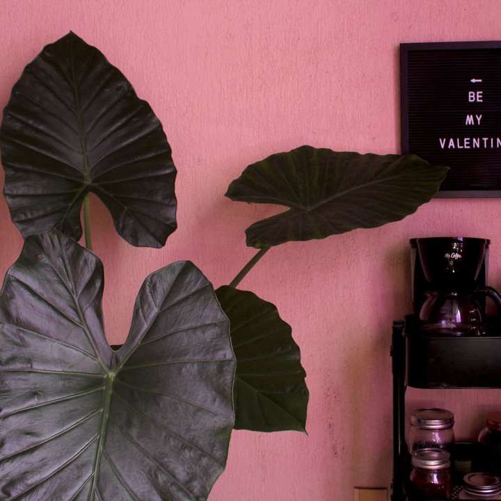 zöld növény fekete dslr fényképezőgép mellett online puzzle