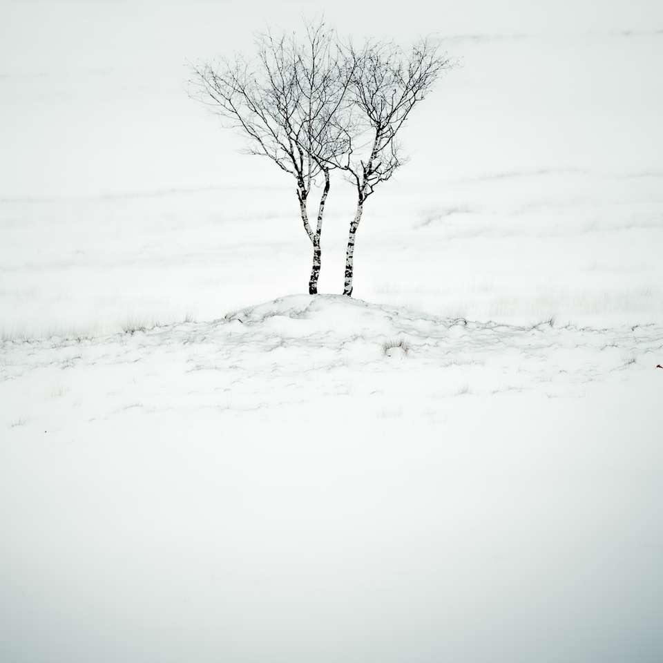 árbol sin hojas en suelo cubierto de nieve puzzle deslizante online