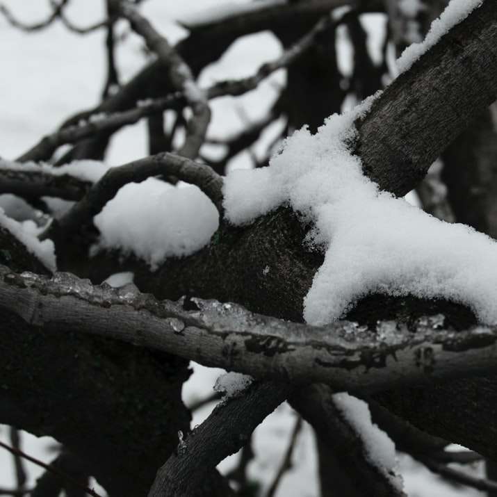 galho de árvore coberto de neve durante o dia puzzle online