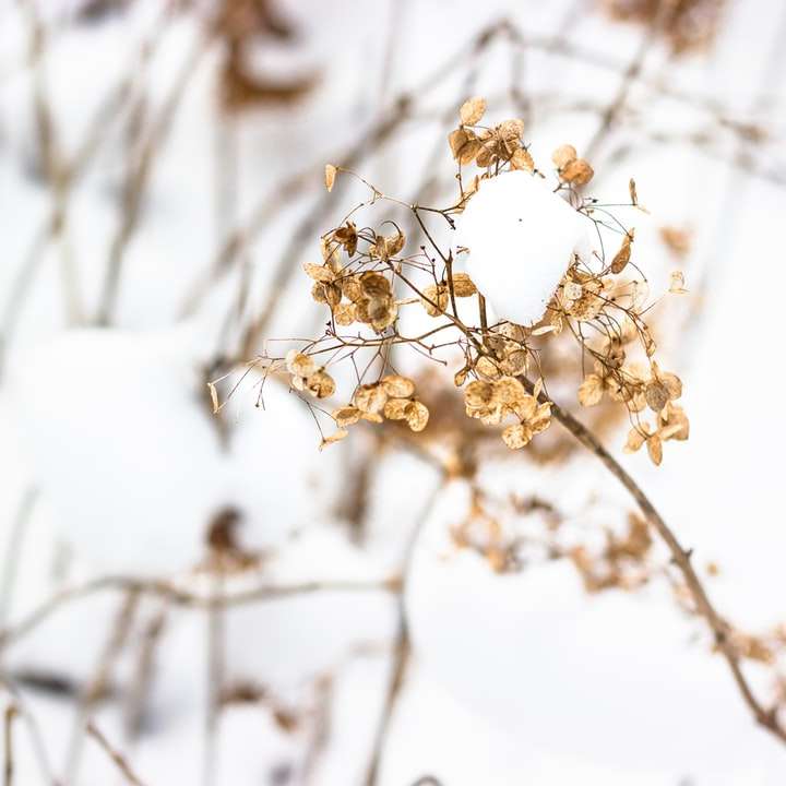 bílý květ na hnědém stonku online puzzle