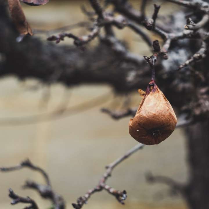 frutta marrone sul ramo di un albero marrone puzzle online