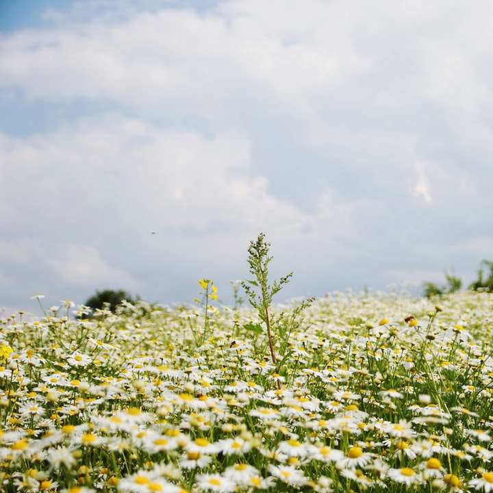 campo de flores amarelas sob nuvens brancas durante o dia puzzle deslizante online