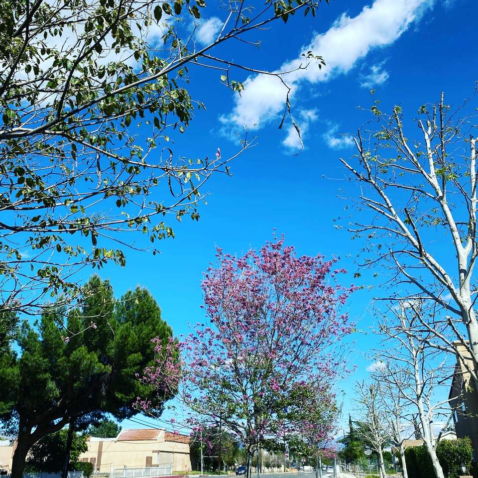 copac roz de cireș sub cer albastru în timpul zilei puzzle online