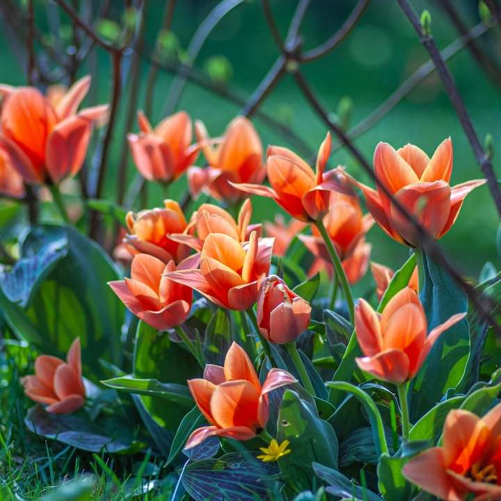 tulipanes rojos en flor durante el día puzzle deslizante online