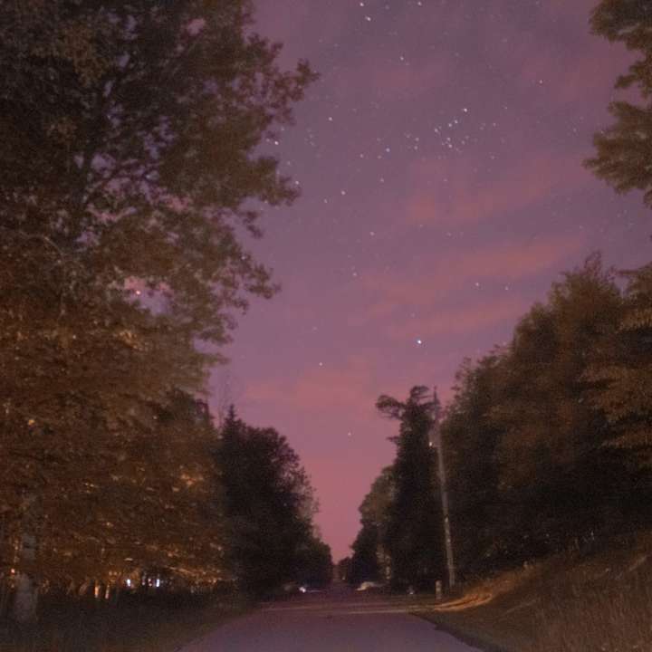 grå asfaltväg mellan träd under natten Pussel online