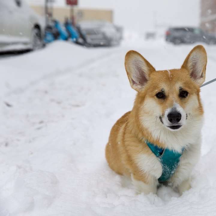 Corgi marrón y blanco sobre suelo cubierto de nieve durante el día rompecabezas en línea