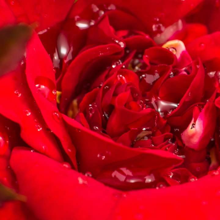 pétalos de rosa roja en fotografía de cerca puzzle deslizante online