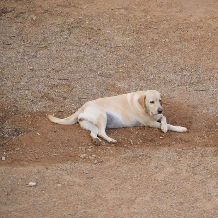 żółty labrador retriever leżący na brązowym piasku w ciągu dnia puzzle przesuwne online