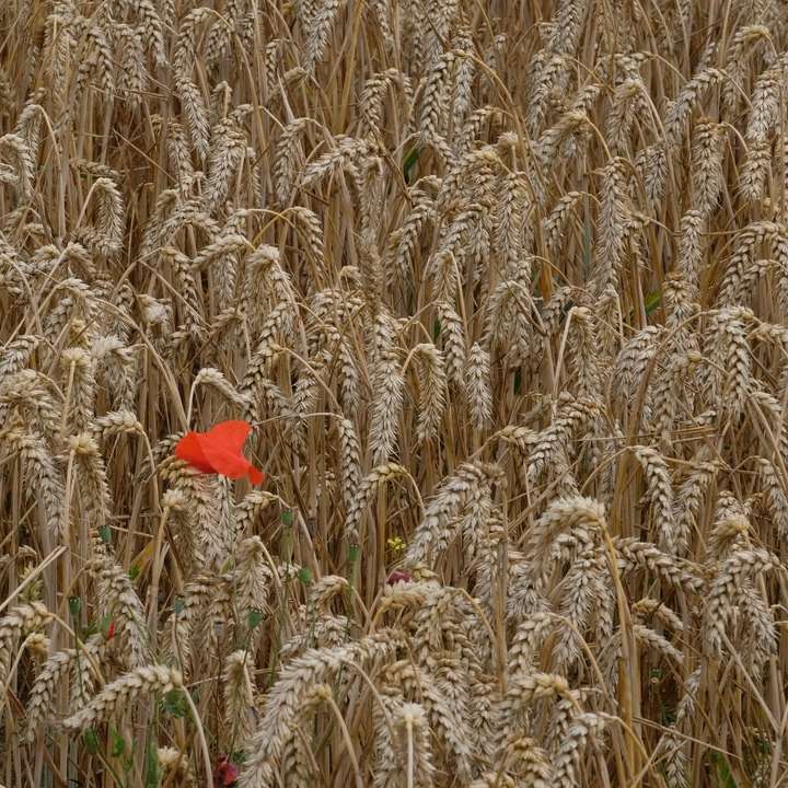 czerwony kwiat na zielonym polu trawy w ciągu dnia puzzle online