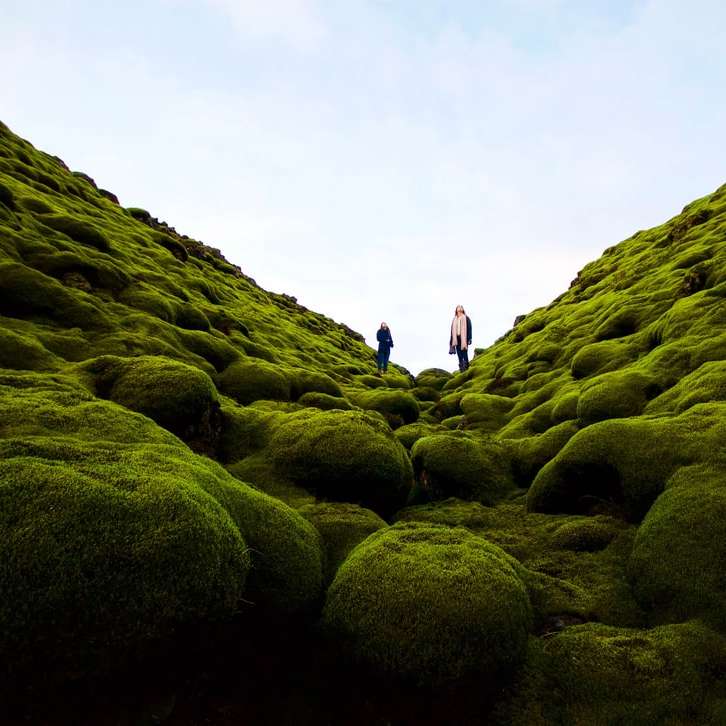 хора, ходещи по полето със зелена трева през деня плъзгащ се пъзел онлайн